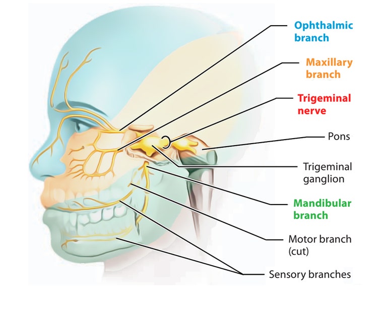 Trigeminal nerve